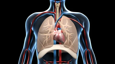 Respiratory Cardiovascular System With Depicted Blood Flow Hi Res