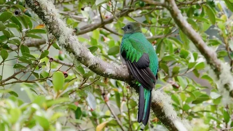 Resplendent Quetzal Female On Branch Of Stock Video Pond