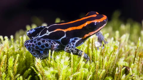 Reticulated Poison Frog Ranitomeya Vent Stock Video Pond