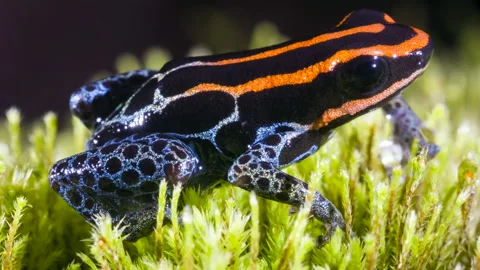 Reticulated Poison Frog Ranitomeya Vent Stock Video Pond