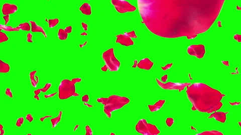 Rose Petals Falling On Greenscreen Loop Stock Video Pond5