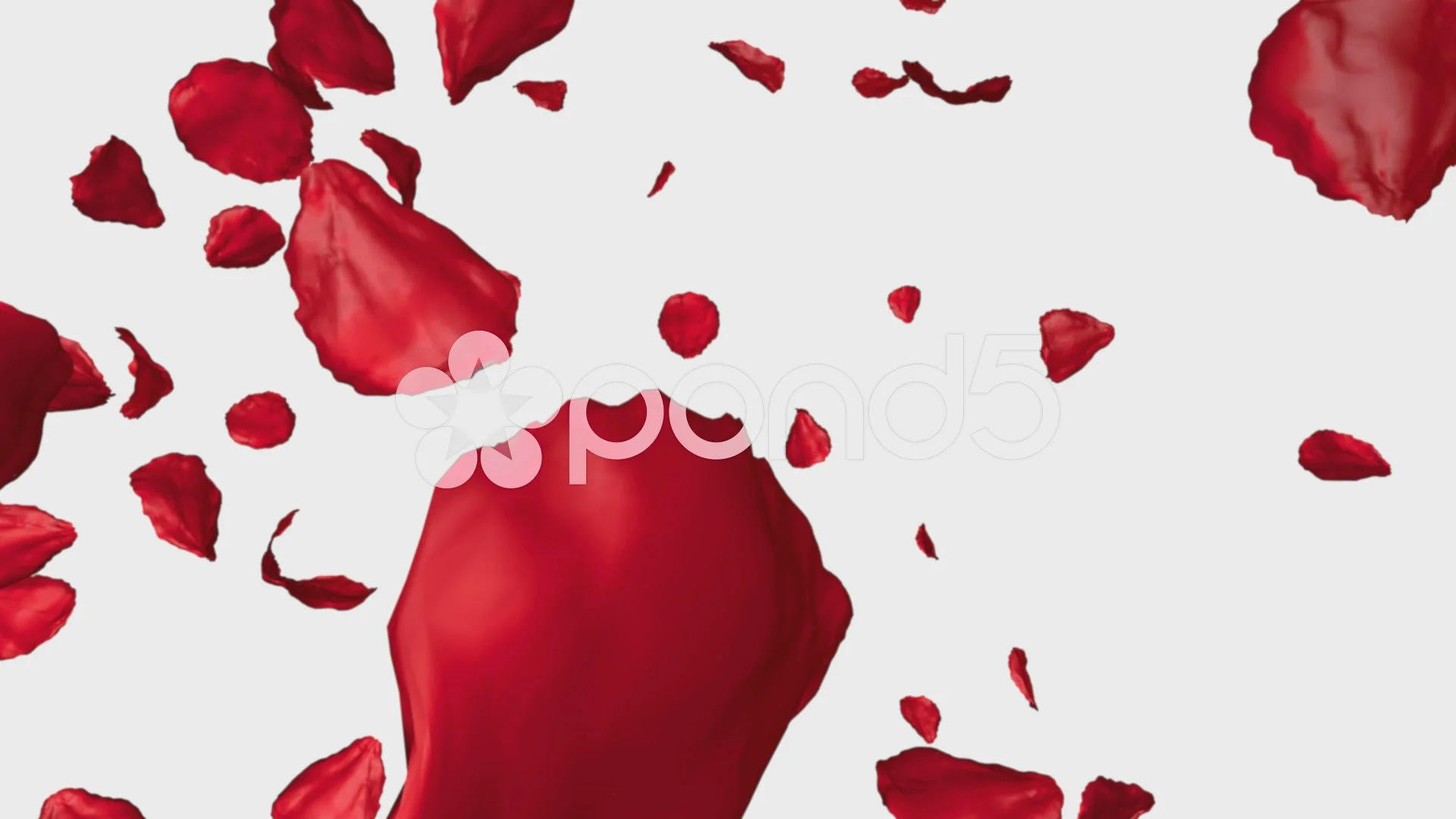 Rose Petals Flying On White Background 3d Animation Footage Rose Petals Flying On White Background 3d Animation Footage 42935613