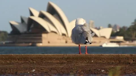 Sea Gull With Sydney Opera House In Back Stock Video Pond5