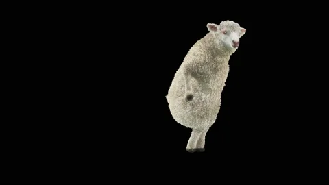 Sheep Dancing With Alpha Matte Stock Video Pond5