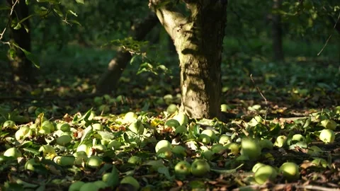 Slow Motion Of Apple Falling From Tree Stock Video Pond