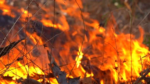 Slow Motion Fire Flame Burning In Forest Stock Video Pond