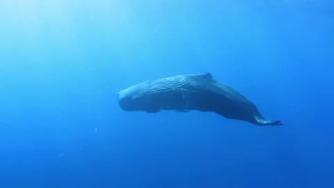 Sperm Whale Underwater Stock Video Pond5