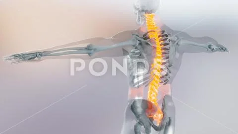 Spinal Cord Vertebral Column Cervical Vertebrae Of Human Skeleton