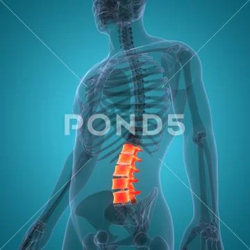 Spinal Cord Vertebral Column Lumbar Vertebrae Of Human Skeleton System