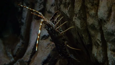 Spiny Lobster Palinurus Elephas Under Stock Video Pond