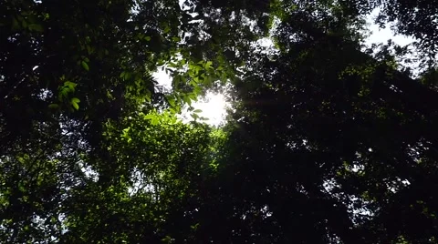 Sunlight Rays Through Trees In Amazon Ra Stock Video Pond