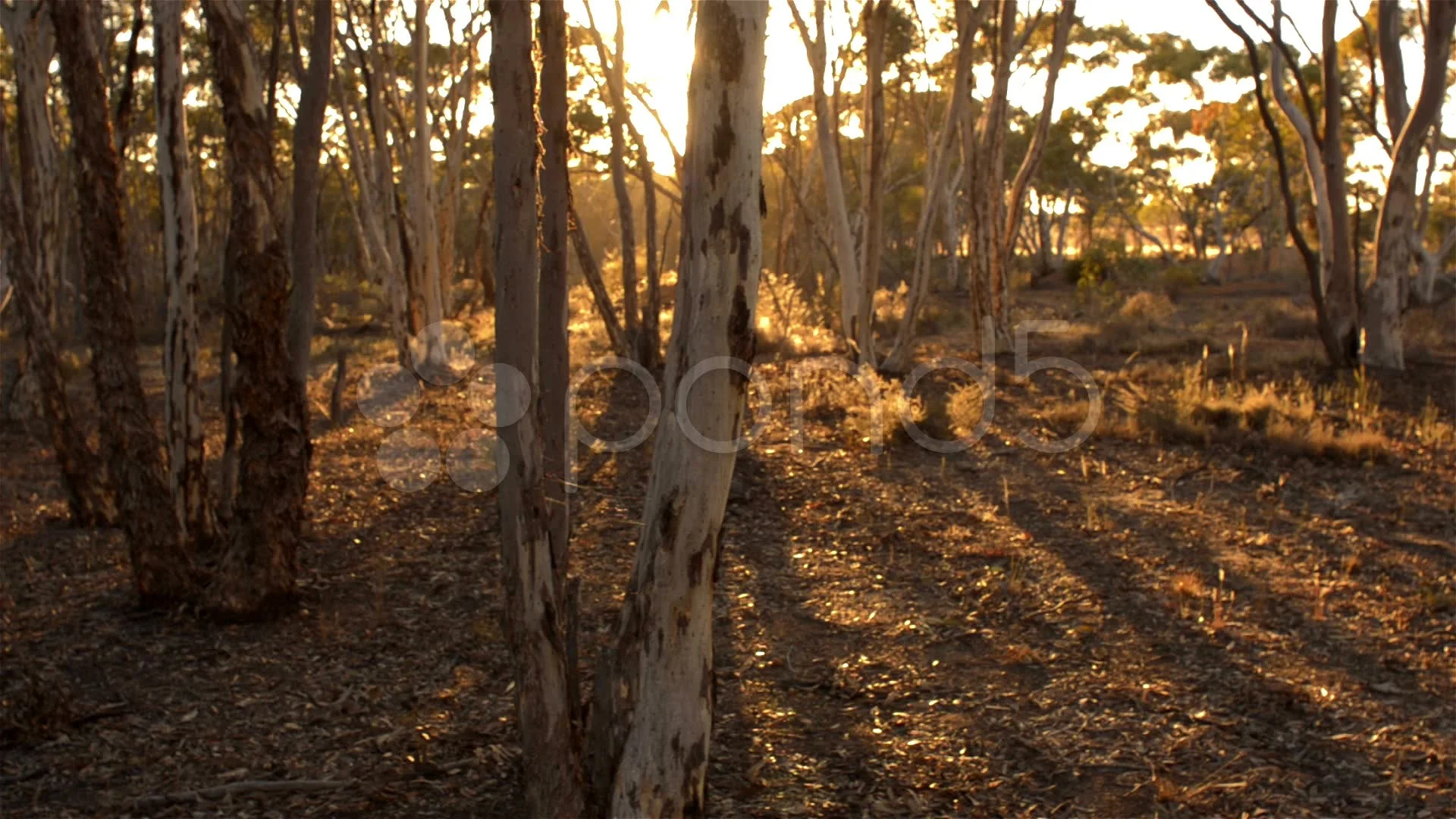 Sunrise In Some Australian Bush Hi Res Video 20952926 Sunrise In Some Australian Bush Hi Res Video 20952926