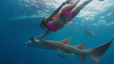 Swim With Shark Woman In Pink Sexy Biki Stock Video Pond5