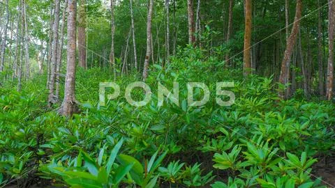 Photograph A Thriving Green And Fresh Mangrove Forest Ecosystem