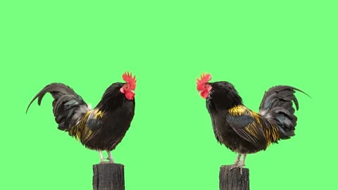 Two Roosters Singing On A Tree Stump On Stock Video Pond