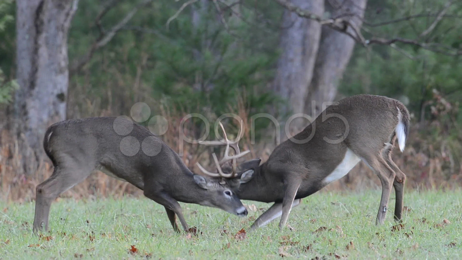 Pictures of whitetail bucks fighting Pictures of whitetail bucks fighting