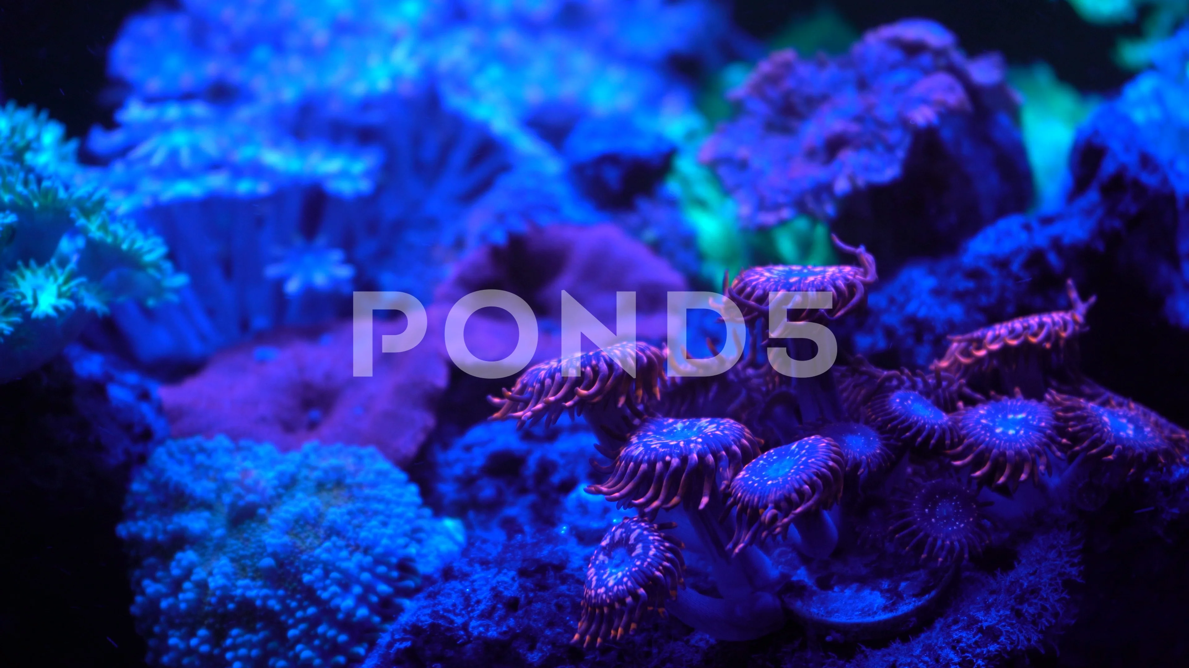 utter chaos zoa corals