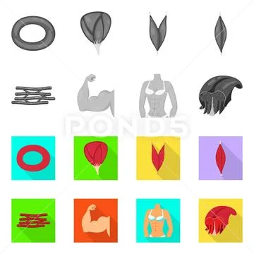 Vector Design Of Fiber And Muscular Icon Set Of Fiber And Body Stock