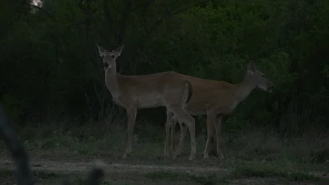 Whitetail Deer Hunting Stock Footage Royalty Free Stock Videos Page 8