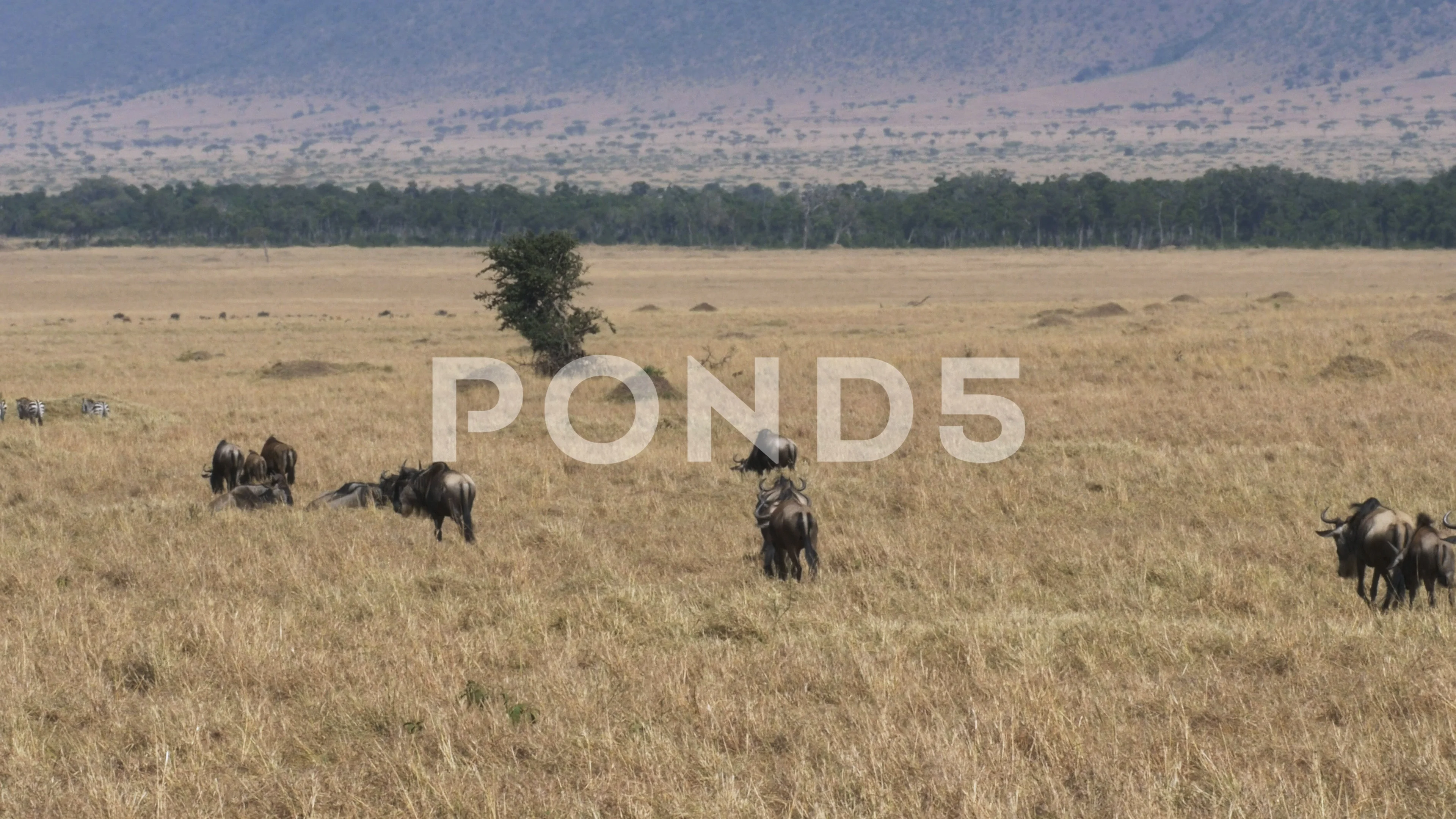 Masai Mara Game Reserve, Kenya в хорошем качестве №3362299 Masai Mara Game Reserve, Kenya № 3362298 загрузить