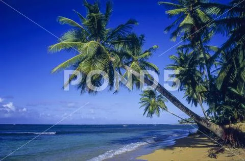 Beach with palm trees, Samana, Dominican Republic