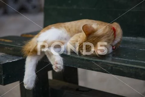 Sleeping cat on a green bench in Dubrovnik, Croatia