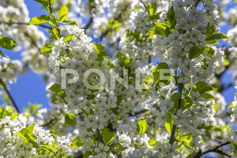 Blossoming cherry tree in the garden in spring