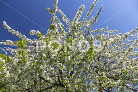 Blossoming cherry tree in the garden in spring