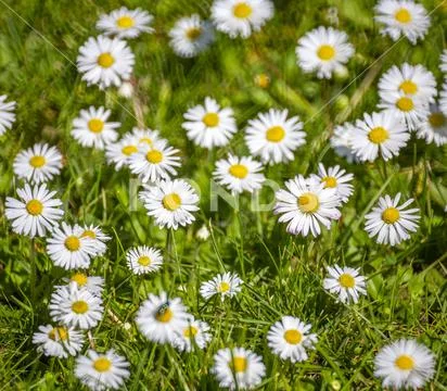 Group of daisies on a grassy meadow