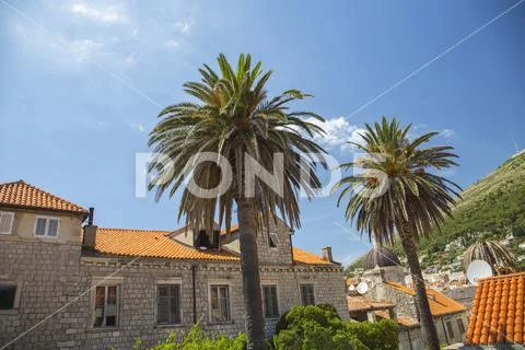Residential house and old town with palm trees in Dubrovnik, Croatia
