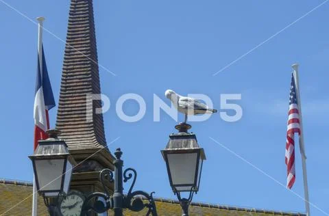 Gull on the street lamp in Etretat, France