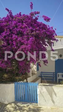 House with bougainvillea tree in Lanzarote, Spain
