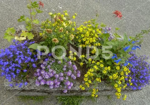 Stone bucket with summer plants on the roadside