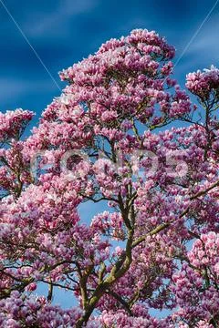 View of an old, large magnolia tree in full bloom with a deep blue sky