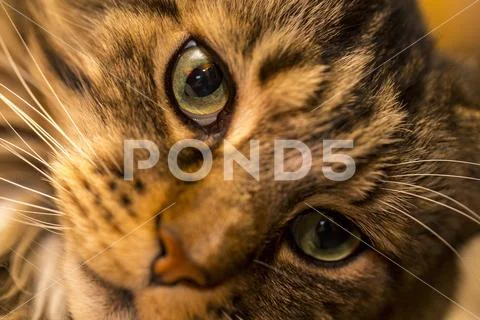 Close up of the face of a Maine Coon cat