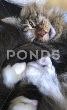Sleeping Maine Coon cat with knotted legs