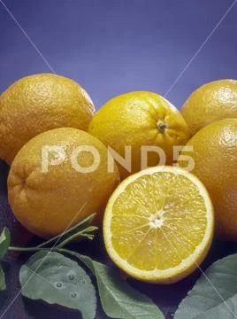 Studio shots of fresh oranges
