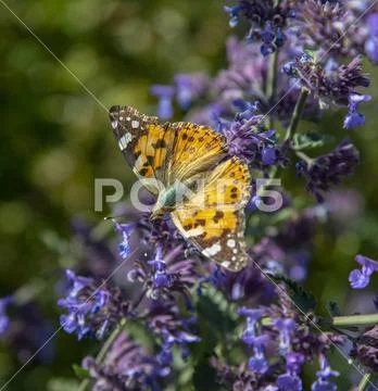 Sylt, flowers with painted lady