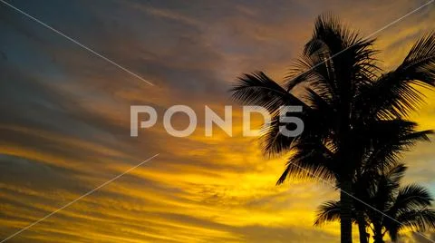 Sunset with palm trees, Maspalomas, Gran Canaria, Spain