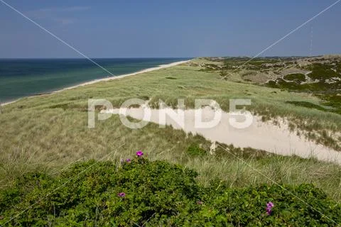 Sylt, view of the sea, the beach with Sylt roses