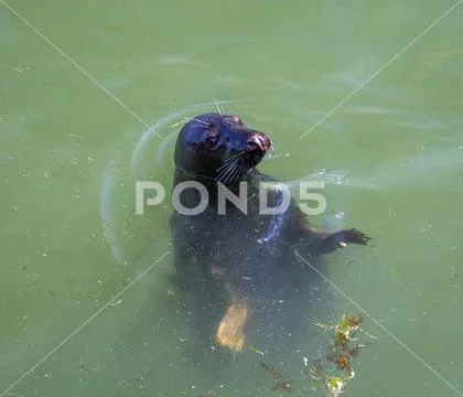 North Sea seal in the port of Hrnum