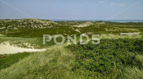 Sylt, view of the sea, the dunes with Sylt roses