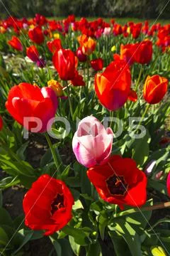 Tulip field with fresh, red tulips in spring