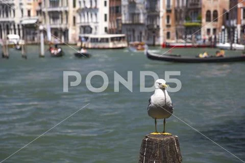 Gull on a pole in Venice, Italy