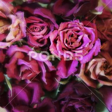 Withered bouquet of red roses