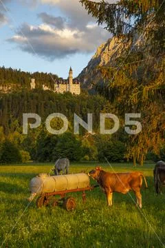 Alps in the evening light with Neuschwanstein Castle and cows in the meadow