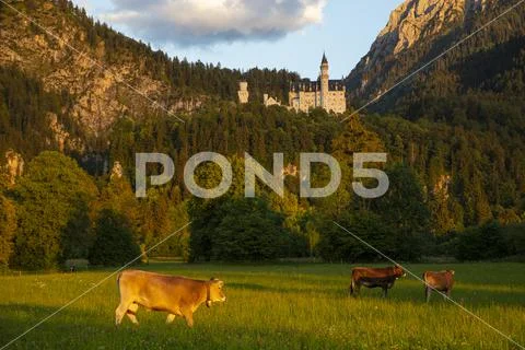 Alps in the evening light with Neuschwanstein Castle and cows in the meadow