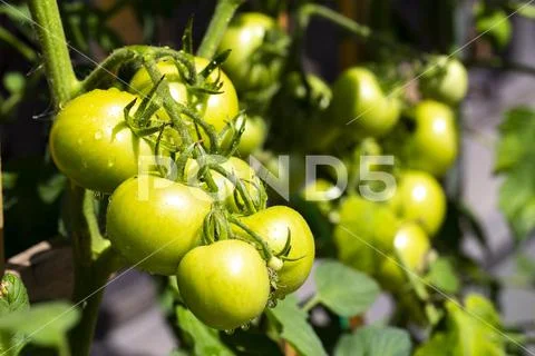 Panicle with green tomatoes in the garden