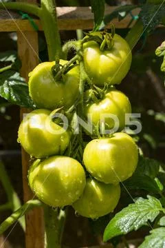 Panicle with green tomatoes in the garden