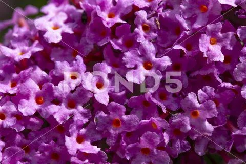 Pink flowers of the butterfly lilac